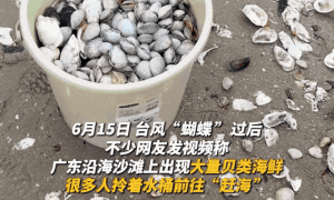“能捡几百斤”！台风后海滩遍地生蚝，紧急提醒！